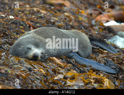 Ein Neuseeland Seebär Arctocephalus Forsteri schlafend an einem Strand Kaikoura Neuseeland Stockfoto