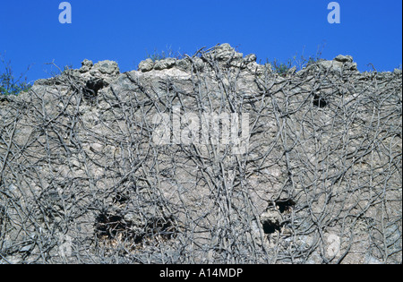 Reben, die auf den Ruinen einer Wand mit blauem Himmel Pompeji-Italien Stockfoto