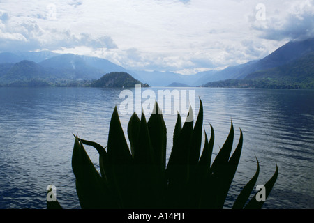 Silhouette der Agave Pflanze am Ufer des Comer Sees mit Bergen Verena Italien Stockfoto