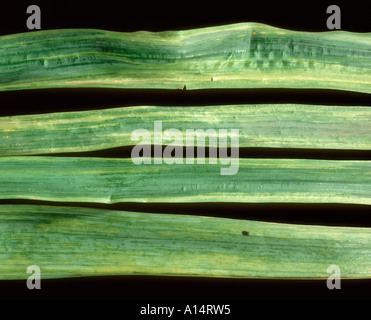 Narcissus gelben Streifen Virus auf Narcissus Spp verlässt Stockfoto