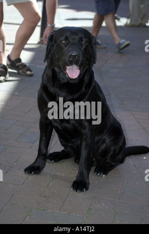 Schwarze Labrador Hund sitzen und schauen glücklich Stockfoto
