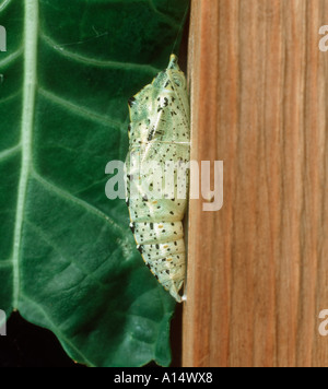 Kohl weißer Schmetterling Pieris Brassicae Puppen an Holzpfosten befestigt Stockfoto