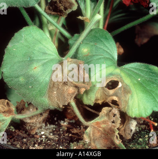 Grauschimmel Botrytis Cinerea auf Pelargonium Blättern Stockfoto