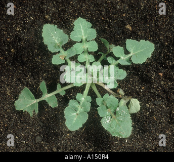 Glatte Sow Thistle Sonchus Oleraceus Jungpflanze Grundrosette Stockfoto