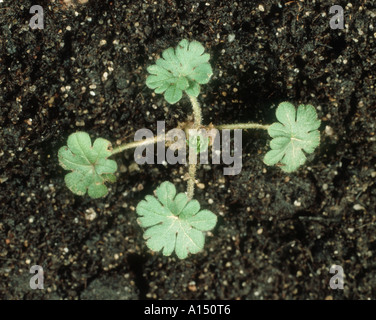 Geschnittene großblättrige Kran s Rechnung Geranium Dissectum Sämling mit vier Laubblätter Stockfoto