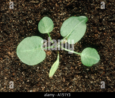 Breit-dock Rumex Obtusifolius Sämling mit vier Laubblätter Stockfoto