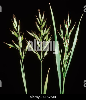 Weiche Brome Bromus Hordeaceus Blume Spitzen Stockfoto