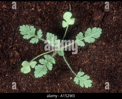 Gemeinsamen Storch s bill Erodium Cicutarium Sämling mit 4-5 verlässt wahr Stockfoto