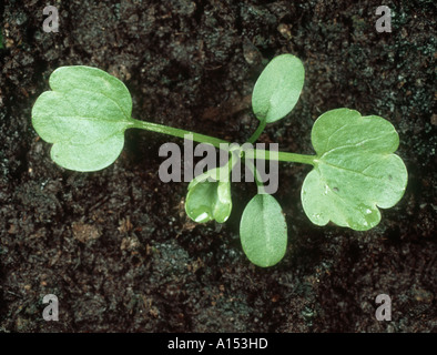 Knolligen Hahnenfuß Ranunculus Bulbosus Sämling mit 2-3 Blätter wahr Stockfoto