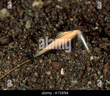 Wildhafer Avena Fatua same beginnt zu keimen und verankern sich im Boden Stockfoto