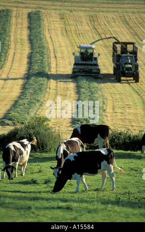 Kühen Silage sammeln nr Milborne Port Dorset UK Stockfoto