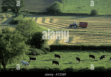 Kühen Silage sammeln nr Milborne Port Dorset UK Stockfoto