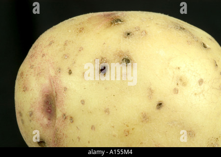 Fresslöcher in Kartoffel Knolle Oberfläche verursacht durch Drahtwürmer Agriotes sp Stockfoto