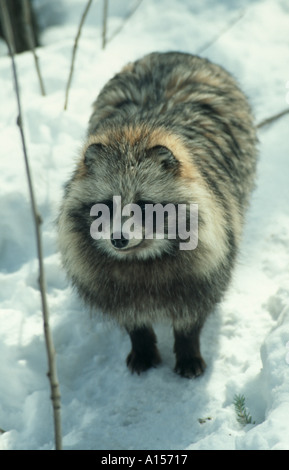 Racoon Hund Stockfoto