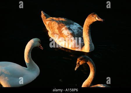 Mute swan family, Cygnis olor, in der Goldenen Stunde Licht außerhalb der Insel Jeløy, Moos Kommune,, Østfold fylke Rogaland, Norwegen. Stockfoto