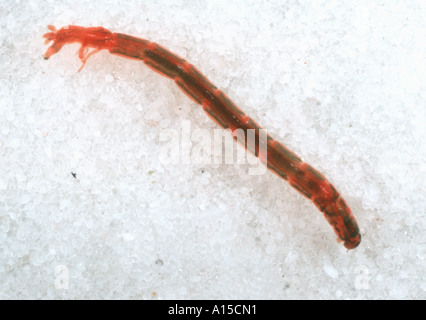 Blut-Wurm Chironomus Riparius Chironomid Mückenlarven im Wasser Stockfoto