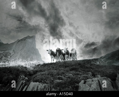 Kühe auf der Alp unter einem dramatischen Himmel Wachposten Stockfoto