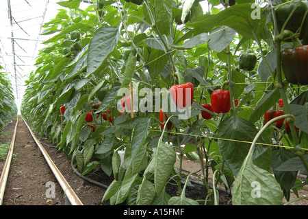 Bio rote Paprika im Gewächshaus Comercial Reifung Stockfoto