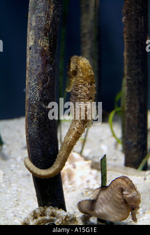 Besucher sehen und erleben Sie Unterwasser Meerestiere an das Florida Aquarium in Tampa Florida Stockfoto