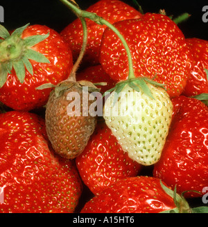 Grauschimmel Botrytis Cinerea auf Erdbeeren im Vergleich zu gesunden Stockfoto