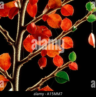 Red autumn coloured leaves of Cotoneaster horizontalis backlit Stockfoto