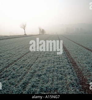 Sämling Gerste Gerste Ernte auf einem kalten frostigen Wintermorgen Wiltshire Stockfoto
