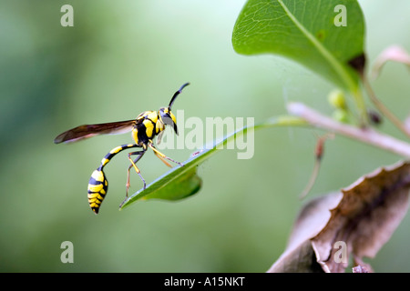 Potter Wespe Landung auf Baum Blatt in Indien Stockfoto