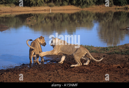 African Lion Cubs spielen Panthera leo Stockfoto