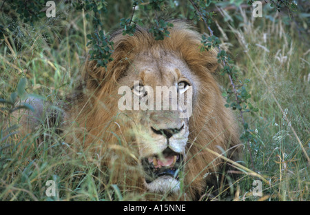 Afrikanische Löwe Panthera leo Stockfoto