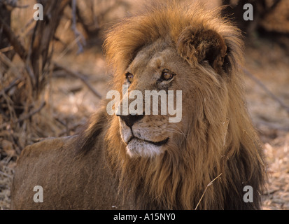 Afrikanische Löwe Panthera leo Stockfoto