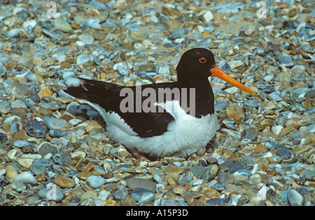 Einzelne Austernfischer Haematopus Ostralegus nisten am Ufer Stockfoto