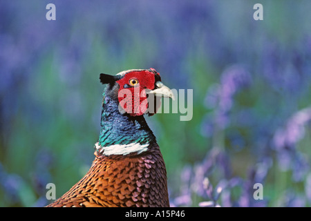 Porträt eines männlichen Fasans Phasianus colchicus beim Gang durch die Blaubellen Hyacinthoides non-scriptus im Frühjahr Stockfoto