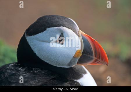 Papageitaucher Fratercula arctica Stockfoto