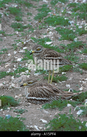 Stein Brachvögel brüten Burhinus Breckland oadicnemus in Norfolk, England Stockfoto