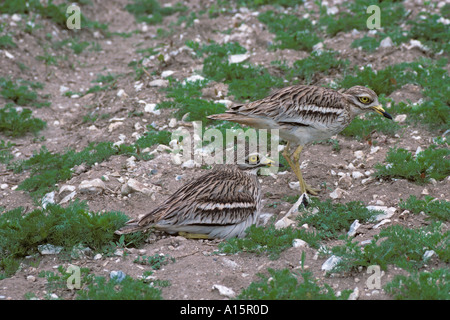 Stein Brachvögel brüten Burhinus Breckland oadicnemus in Norfolk, England Stockfoto