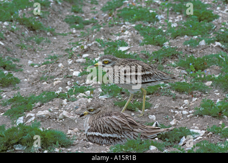 Stein Brachvögel brüten Burhinus Breckland oadicnemus in Norfolk, England Stockfoto