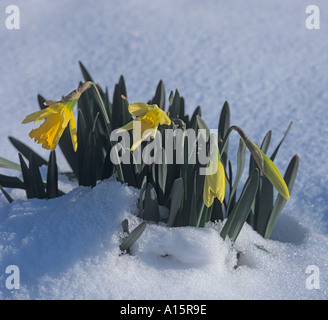 Wilde Narzisse Narzisse pseudonarcissus im späten Fall des Schnees Stockfoto