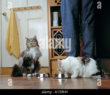 zwei Katzen Essen in der Küche Stockfoto