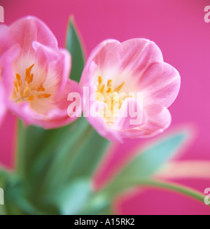 Rosa Tulpen Stockfoto
