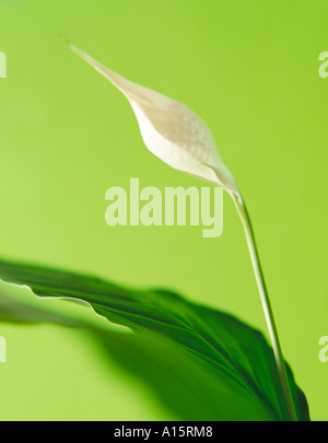 Spathiphyllum Peace Lily Stockfoto