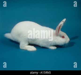 Ein weißer Labor Forschung Kaninchen züchten New Zealand White Stockfoto