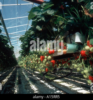 Erdbeeren Sorte Elsanta in abgehängten Fächer unter Glas mit Nährstoff Bewässerungssystem Stockfoto