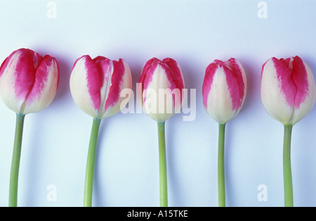 Fünf Tulpen Stockfoto