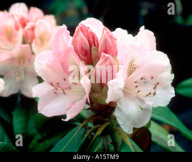 Nahaufnahme einer Rhododendron-Blume aus einem Zierstrauch Stockfoto