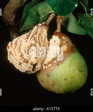 Braunfäule Weißstängeligkeit Fructigena infiziert voll und teilweise Birnenfrucht vom Baum Stockfoto