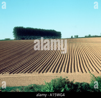 Grate einem Feld Kartoffeln Somerset neu Werk Stockfoto