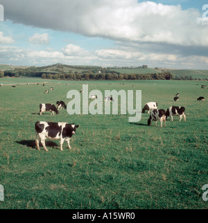 Milchvieh der friesischen x Holstein Kühe auf der großen offenen Weide Stockfoto