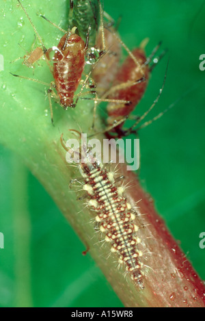 Gemeinsamen grünen Chrysoperla Carnea Florfliegenlarven Jagd auf Rosen Blattläuse Stockfoto