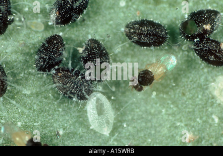 Ein parasitoiden Wespen Skalen Encarsia Formosa unter parasitiert Gewächshaus Mottenschildläuse Stockfoto