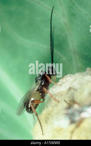 Eine Braconiden Wespe Cotesia Glomerata Wespe entstanden neu Erwachsenen auf pupal cocoon Stockfoto